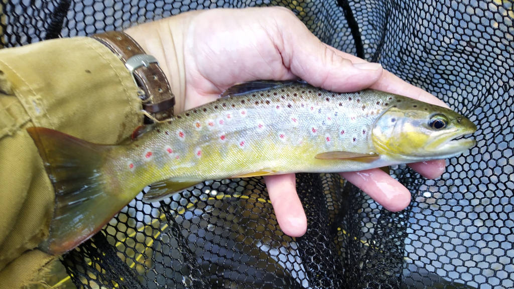 Photo of the Pylon Pool trout